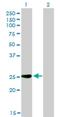 Immunoglobulin Superfamily Member 6 antibody, H00010261-M01, Novus Biologicals, Western Blot image 