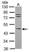 WD repeat-containing protein 85 antibody, PA5-31711, Invitrogen Antibodies, Western Blot image 