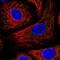 Isocitrate Dehydrogenase (NAD(+)) 3 Beta antibody, NBP2-58706, Novus Biologicals, Immunofluorescence image 