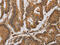 Acetylcholinesterase antibody, CSB-PA114463, Cusabio, Immunohistochemistry frozen image 