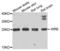 Guided Entry Of Tail-Anchored Proteins Factor 1 antibody, PA5-76206, Invitrogen Antibodies, Western Blot image 