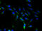 Solute carrier family 25 member 46 antibody, A60970-100, Epigentek, Immunofluorescence image 