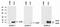 Anterior Gradient 3, Protein Disulphide Isomerase Family Member antibody, AM26018PU-N, Origene, Western Blot image 