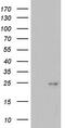 Integrin cytoplasmic domain-associated protein 1 antibody, CF803786, Origene, Western Blot image 