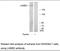 Laminin Subunit Beta 2 antibody, MBS003909, MyBioSource, Western Blot image 