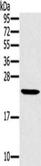Mediator Complex Subunit 22 antibody, CSB-PA905249, Cusabio, Western Blot image 