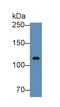 Inter-Alpha-Trypsin Inhibitor Heavy Chain 3 antibody, LS-C315004, Lifespan Biosciences, Western Blot image 