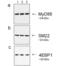 Goat IgG antibody, A27013, Invitrogen Antibodies, Western Blot image 