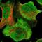 Tether containing UBX domain for GLUT4 antibody, NBP1-90079, Novus Biologicals, Immunofluorescence image 