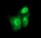 Bone Morphogenetic Protein 1 antibody, NBP2-46579, Novus Biologicals, Immunofluorescence image 