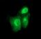 Bone morphogenetic protein 1 antibody, NBP2-46579, Novus Biologicals, Immunofluorescence image 