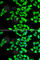 N-Myristoyltransferase 2 antibody, A7042, ABclonal Technology, Immunofluorescence image 