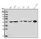 Homeobox D11 antibody, A10676-1, Boster Biological Technology, Western Blot image 