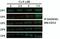 Growth Arrest And DNA Damage Inducible Gamma antibody, NBP2-45807, Novus Biologicals, Western Blot image 