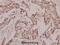 Growth Arrest And DNA Damage Inducible Gamma antibody, A04681S123, Boster Biological Technology, Immunohistochemistry frozen image 