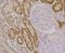 Aldehyde Dehydrogenase 4 Family Member A1 antibody, NBP2-75400, Novus Biologicals, Immunohistochemistry paraffin image 