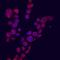 C-X-C Motif Chemokine Ligand 9 antibody, AF392, R&D Systems, Immunocytochemistry image 
