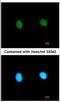 Mediator Complex Subunit 18 antibody, NBP2-17257, Novus Biologicals, Immunofluorescence image 