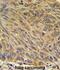 CD99 Molecule Like 2 antibody, abx032543, Abbexa, Immunohistochemistry paraffin image 