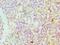 Serpin Family A Member 4 antibody, LS-C376579, Lifespan Biosciences, Immunohistochemistry frozen image 