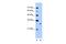 EGF Like Domain Multiple 8 antibody, A13264, Boster Biological Technology, Western Blot image 