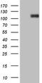Integrin Subunit Beta 1 antibody, LS-C340137, Lifespan Biosciences, Western Blot image 