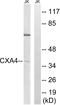 Gap Junction Protein Alpha 4 antibody, A30697, Boster Biological Technology, Western Blot image 