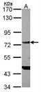 Probable ATP-dependent RNA helicase DDX4 antibody, NBP2-20844, Novus Biologicals, Western Blot image 