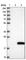 Chromosome 11 Open Reading Frame 1 antibody, HPA038410, Atlas Antibodies, Western Blot image 