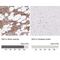 Hexokinase 3 antibody, NBP2-38799, Novus Biologicals, Immunohistochemistry paraffin image 