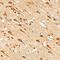 GIT ArfGAP 1 antibody, AF8508, R&D Systems, Immunohistochemistry frozen image 