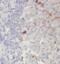 Interleukin 36 Beta antibody, FNab04241, FineTest, Immunohistochemistry paraffin image 