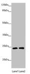 GrpE Like 1, Mitochondrial antibody, LS-C675839, Lifespan Biosciences, Western Blot image 