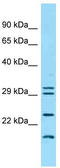 Interferon kappa antibody, TA343221, Origene, Western Blot image 