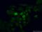 Activator Of Basal Transcription 1 antibody, 14148-1-AP, Proteintech Group, Immunofluorescence image 