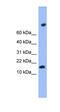 Transmembrane Protein 42 antibody, orb325774, Biorbyt, Western Blot image 