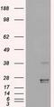 Oncostatin M antibody, GTX83959, GeneTex, Western Blot image 