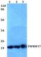 TNF Receptor Superfamily Member 17 antibody, PA5-75715, Invitrogen Antibodies, Western Blot image 