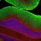 Neurofilament Medium antibody, M06821-2, Boster Biological Technology, Immunofluorescence image 