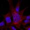 Integrin Subunit Alpha 8 antibody, AF4076, R&D Systems, Immunocytochemistry image 
