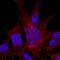 ITA8 antibody, AF4076, R&D Systems, Immunocytochemistry image 