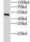 Glutamate Rich WD Repeat Containing 1 antibody, FNab03667, FineTest, Western Blot image 