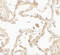 SUZ12 Polycomb Repressive Complex 2 Subunit antibody, 7701, ProSci, Immunohistochemistry paraffin image 