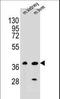 CUGBP Elav-Like Family Member 6 antibody, LS-C156865, Lifespan Biosciences, Western Blot image 