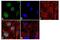 JunB Proto-Oncogene, AP-1 Transcription Factor Subunit antibody, GTX79258, GeneTex, Immunofluorescence image 