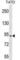 Component Of Inhibitor Of Nuclear Factor Kappa B Kinase Complex antibody, abx031140, Abbexa, Western Blot image 