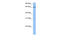 TATA-binding protein-associated factor 2N antibody, 29-312, ProSci, Enzyme Linked Immunosorbent Assay image 