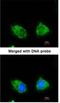 Inositol Polyphosphate-1-Phosphatase antibody, NBP1-31475, Novus Biologicals, Immunocytochemistry image 