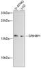 Glycosylphosphatidylinositol Anchored High Density Lipoprotein Binding Protein 1 antibody, 14-866, ProSci, Western Blot image 