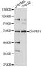 Acetylcholine Receptor antibody, STJ23130, St John